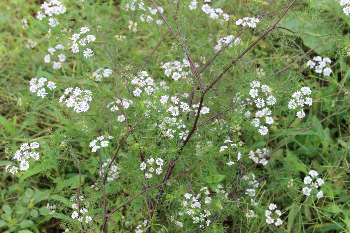 Coriandrum sativum L.